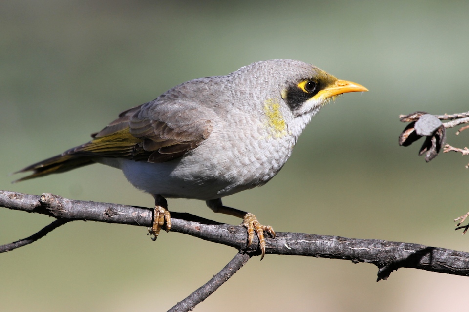 Yellow-throated Miner (Manorina flavigula)